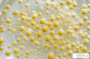 How Liposomal Curcumin Nanoparticles Supercharge Bioavailability